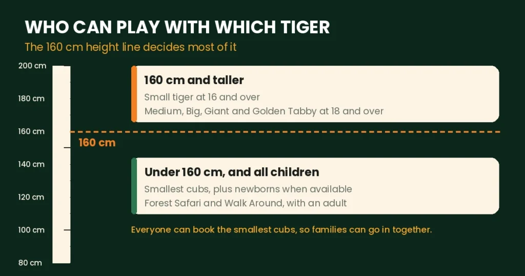 Height chart showing the 160 cm rule for tiger sizes at Tiger Park Pattaya, with children limited to the smallest cubs